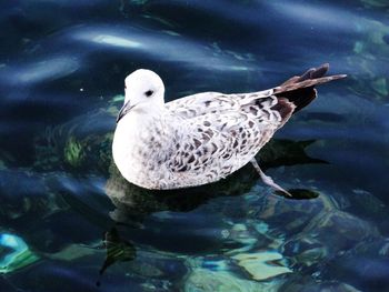 Close-up of duck swimming in lake