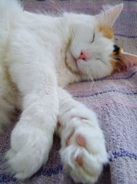 Close-up of cat sleeping at home