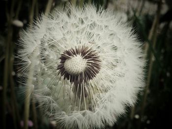 Close-up of dandelion flower