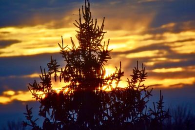 Silhouette tree against sky during sunset