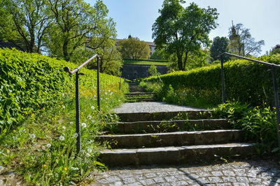 Footpath amidst trees against sky