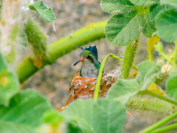 Green little bird perching in nest