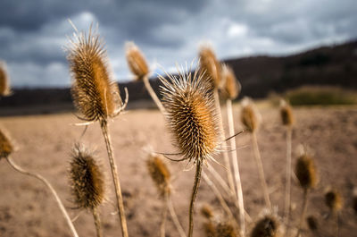 Close-up of thistle on field against sky