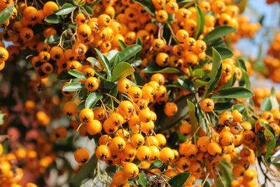 Close-up of orange berries on tree