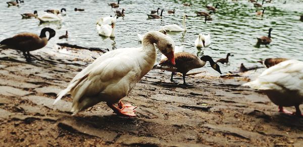 Ducks in a lake