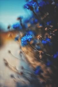 Close-up of blue flowering plant