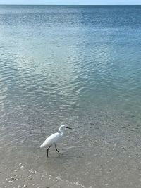 High angle view of seagull on beach