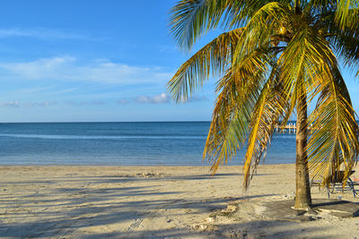 Palm trees on beach against sky