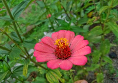 Close-up of pink flower