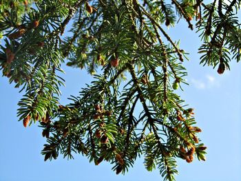 Low angle view of tree against sky