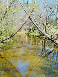 Reflection of trees in water