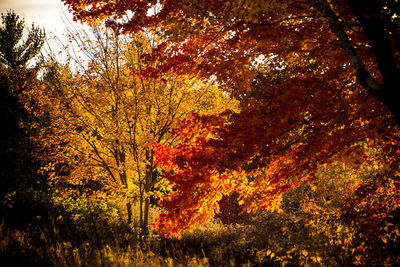 Trees growing on field against orange sky