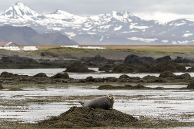Seal relaxing on land