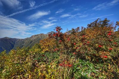 Low angle view of flowering plants against sky