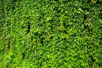 Full frame shot of plants