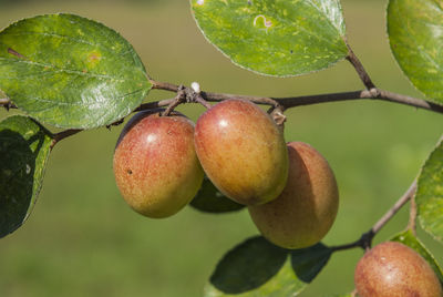 Close-up of apples on tree