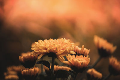 Close-up of yellow flowering plant in golden hour light, floral garden or meadow of flowers