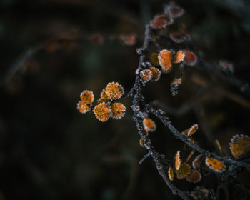 Close-up of frozen plant