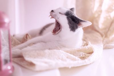 Close-up of a cat yawning