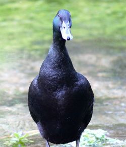 Close-up of penguin against trees