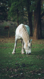 White horse grazing in a field