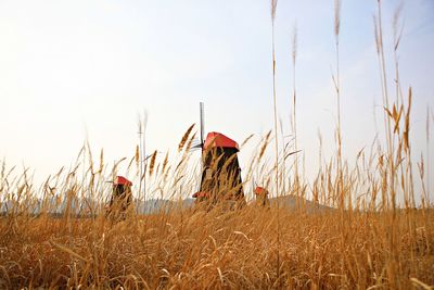Hay bales on field against clear sky