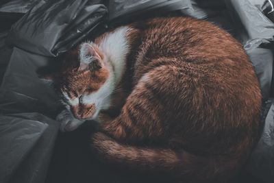 High angle view of cat sleeping