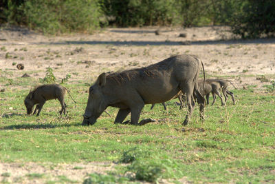 Pig with piglets walking on grassy field