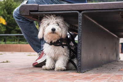 Portrait of dog sitting outdoors