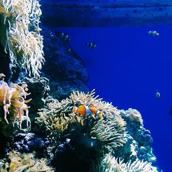 Fish swimming in sea