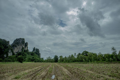 Scenic view of agricultural field against sky