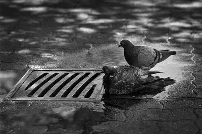 High angle view of birds perching on street in city