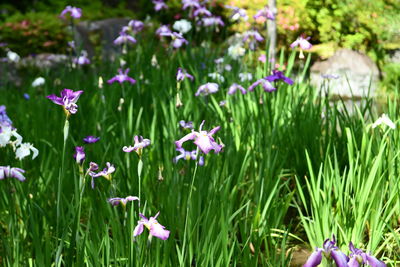 Close-up of purple flowering plants on land