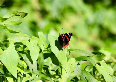 Butterfly on leaf