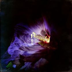 Close-up of flower in water