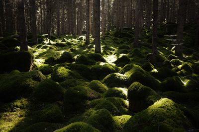 Moss growing on land in forest