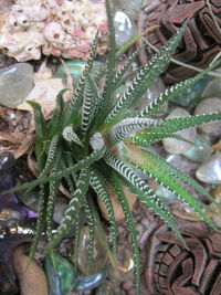 Close-up of raindrops on succulent plant