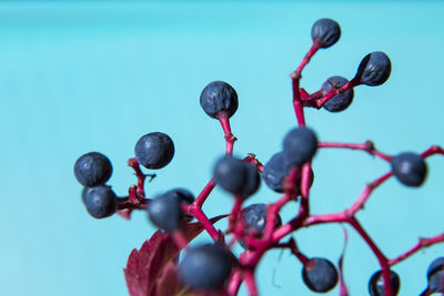 Close-up of berries against blurred background