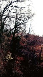 Bare trees on field against clear sky