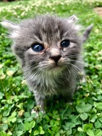 Close-up portrait of kitten