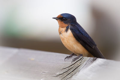 Close-up of bird perching on wood