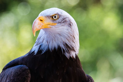 Close-up of eagle