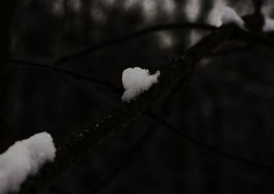 Close-up of frozen plant