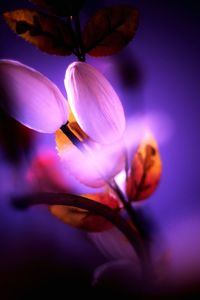 Close-up of purple flower blooming outdoors