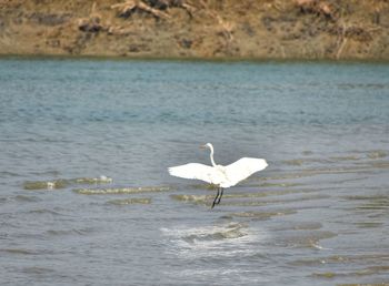 Seagull flying over sea