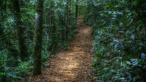 Footpath in forest