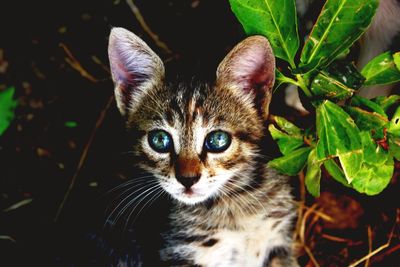 Close-up portrait of tabby cat