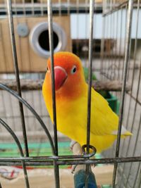 Close-up of parrot in cage