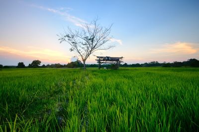 Scenic view of agricultural field against sky during sunset