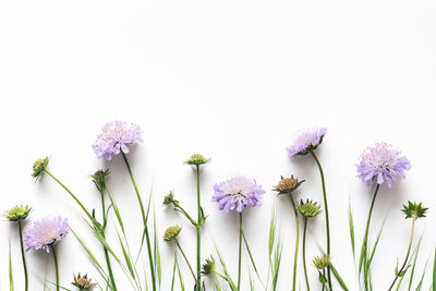 Close-up of purple flowers against white background